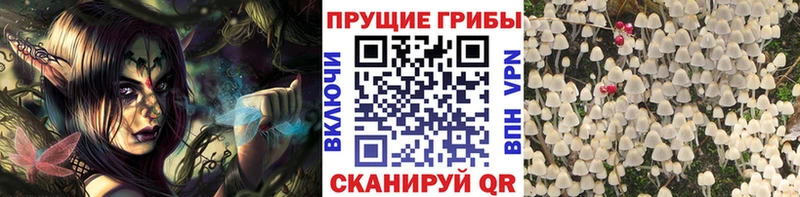 Купить Лыткарино Псилоцибиновые грибы Psilocybine cubensis